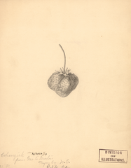 Strawberries, Cohanzick (1891)
