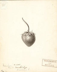 Strawberries, Ivanhoe (1891)