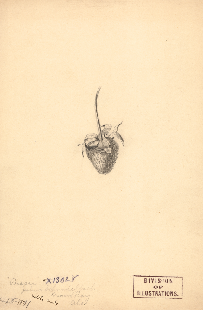 Strawberries, Bessie (1891)