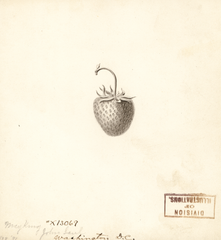 Strawberries, May King (1891)