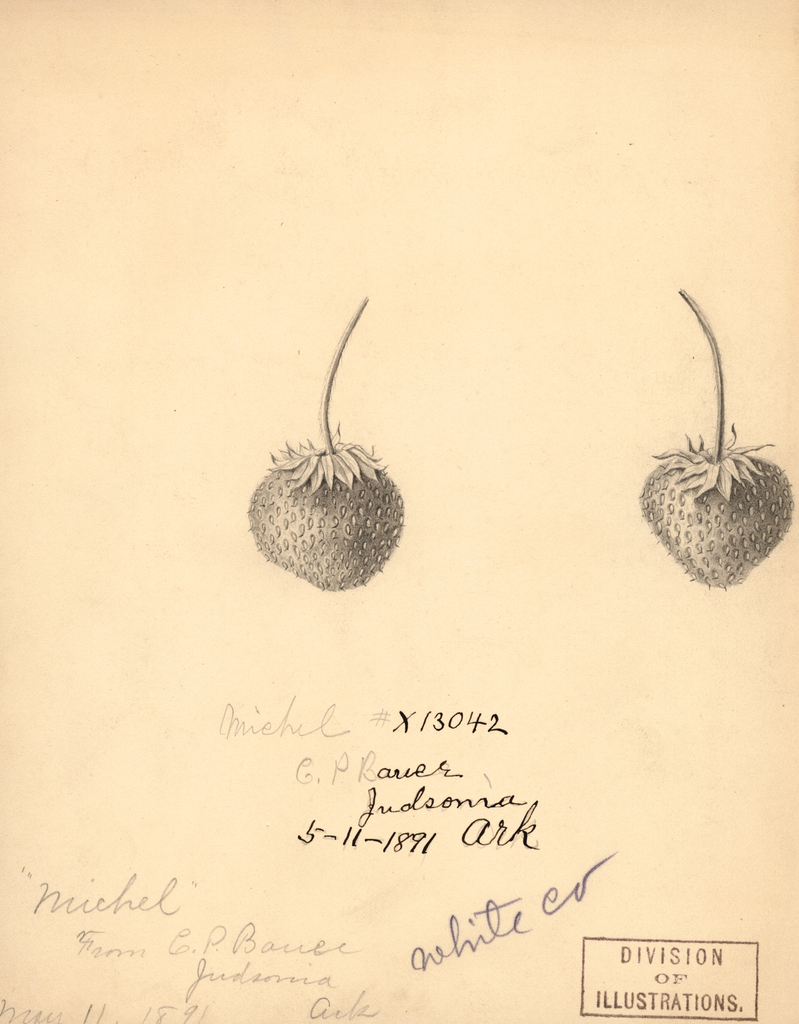 Strawberries, Michel (1891)