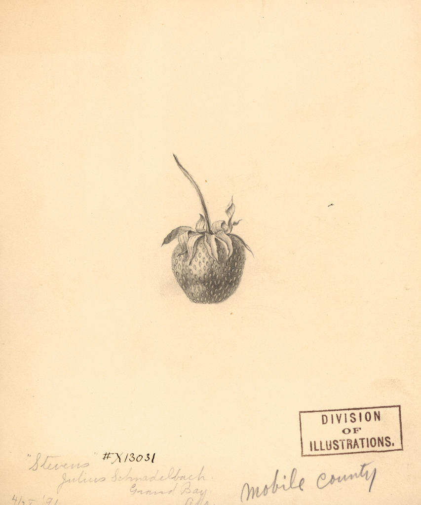 Strawberries, Stevens (1891)