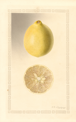 Lemons, Perrine (1931)