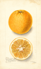 Oranges, Naranja Alotonilco (1904)