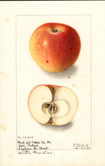 Apples, Winter Paradise (1905)