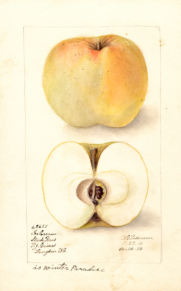 Apples, Winter Paradise (1910)