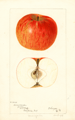 Apples, Willowmeade (1896)