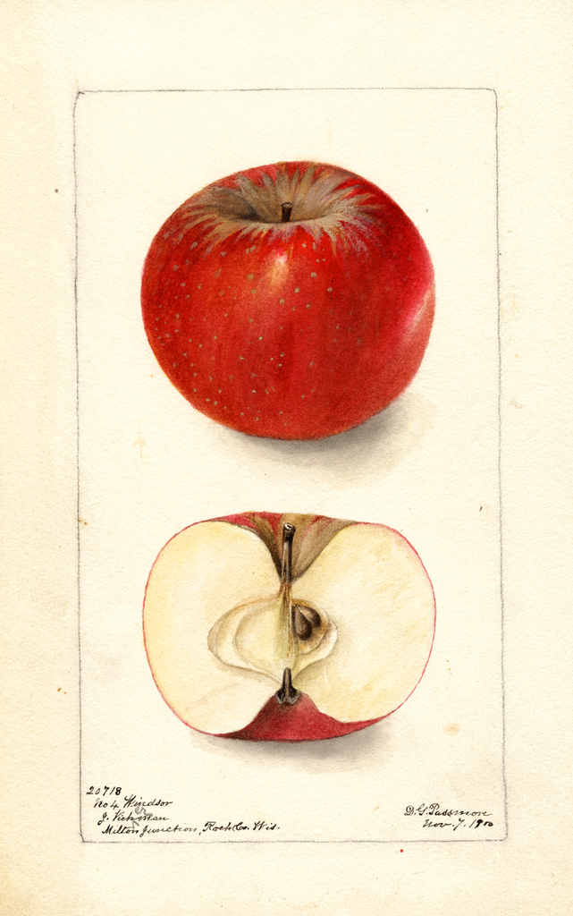 Apples, Windsor (1900)