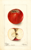 Apples, Windsor (1900)