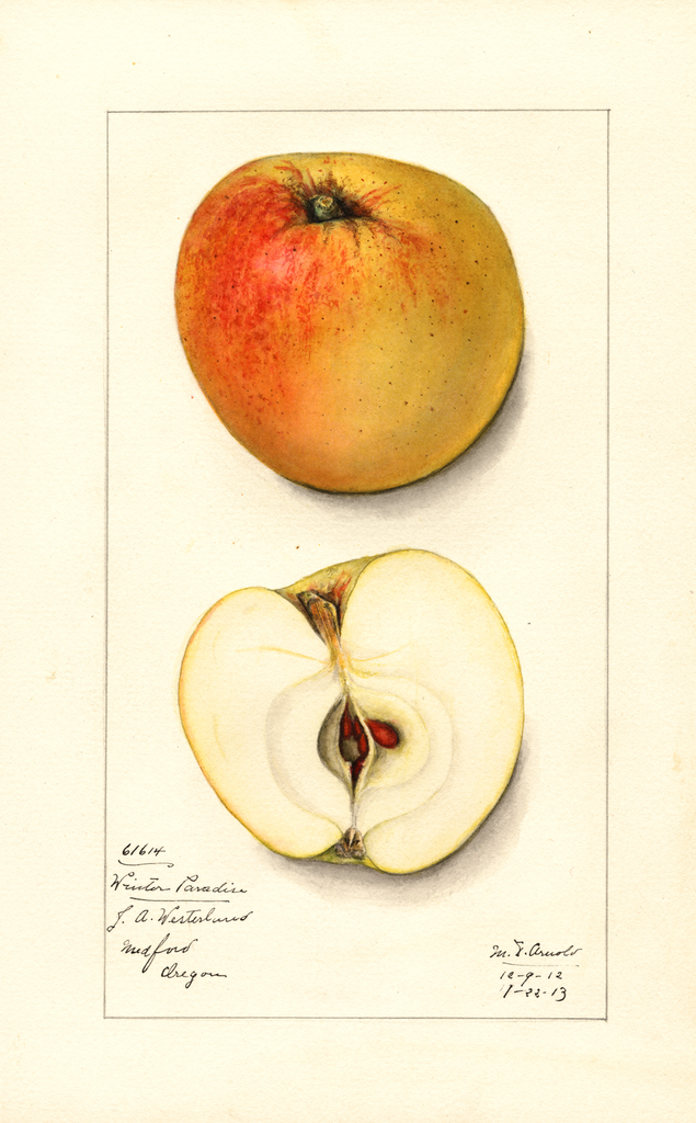 Apples, Winter Paradise (1913)