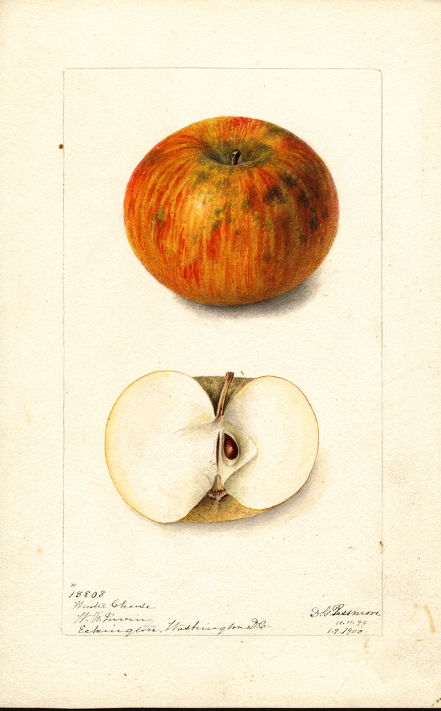 Apples, Winter Cheese (1900)