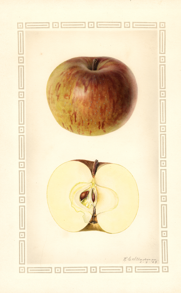 Apples, Winter Green (1929)