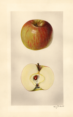Apples, Winter Green (1928)