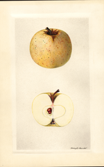 Apples, Winter John (1929)