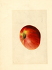 Apples, York (1909)