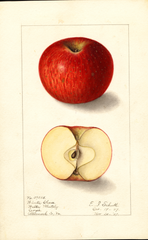Apples, Winter Cheese (1907)