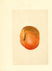 Apples, York (1909)