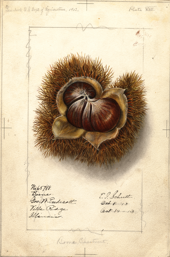 Chestnuts, Boone (1913)