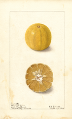 Limes, Naranja Limus (1904)