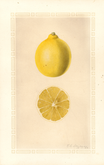 Lemons, Meyer (1926)