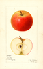 Apples, Yankee (1920)