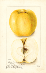 Apples, Yellow Bellflower (1904)
