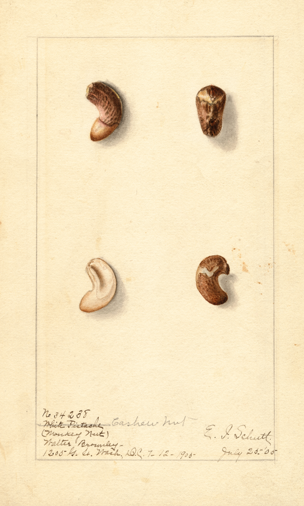 Cashew Nuts (1905)