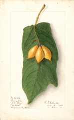 Oak Leaved Papaya (1906)