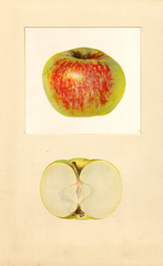 Apples (1938)