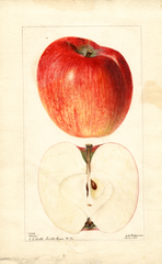 Apples, Dixon (1895)