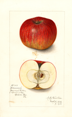 Apples, Dominie (1912)