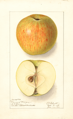 Apples, Downing Stranger (1910)