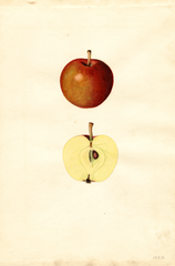 Apples, Doyle (1935)