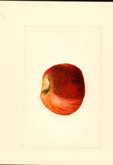 Apples, Ben Davis (1909)