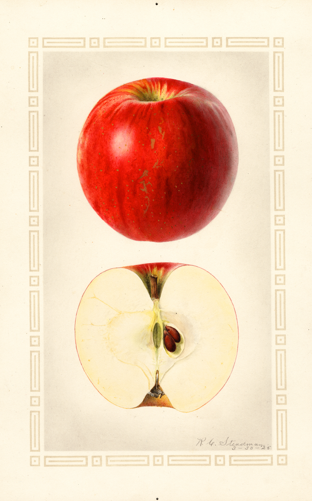 Apples, Ben Davis (1925)