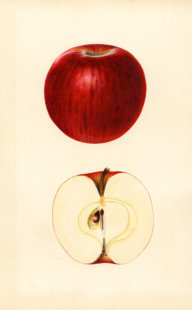 Apples, Ben Davis (1933)
