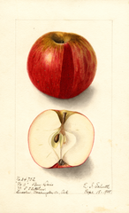 Apples, Ben Davis (1905)