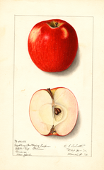Apples (1912)