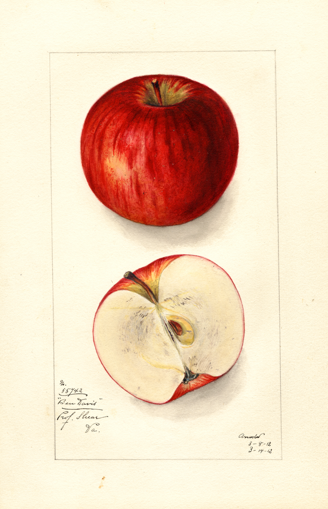 Apples, Ben Davis (1912)