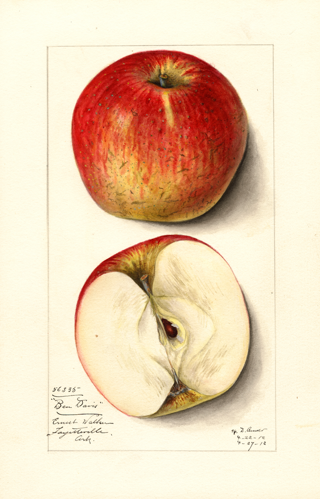 Apples, Ben Davis (1912)