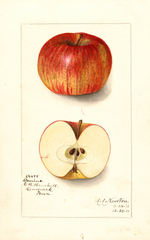 Apples, Domine (1911)