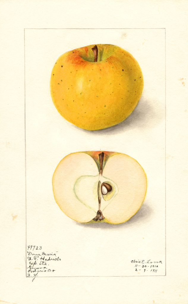 Apples, Dona Maria (1911)