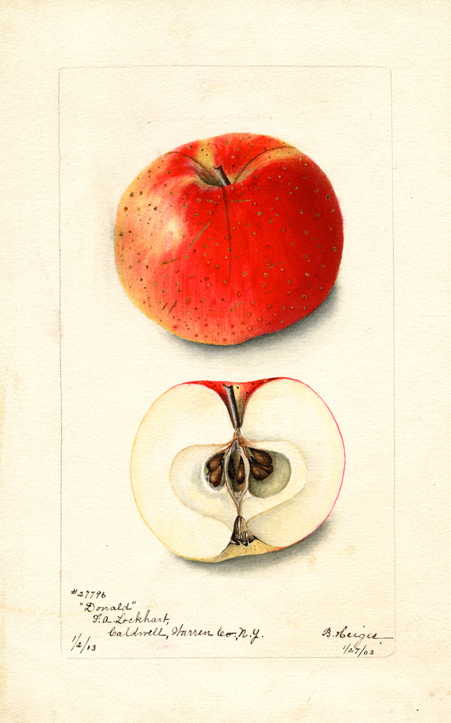 Apples, Donald (1903)