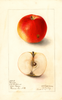 Apples, Donald (1905)