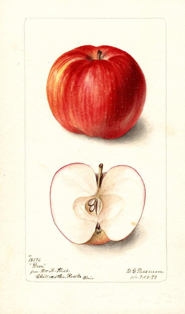 Apples, Dove (1899)