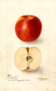 Apples, Doyle (1905)