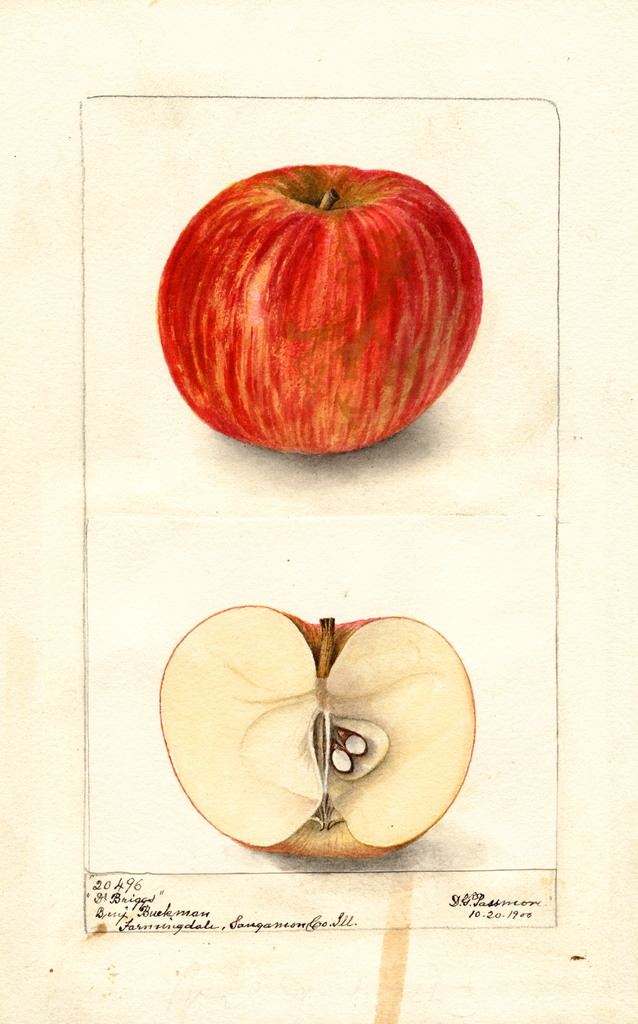Apples, Doctor Briggs (1900)