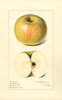 Apples, Doctor Matthews (1916)