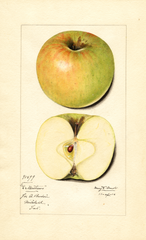 Apples, Doctor Matthews (1916)