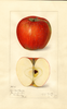 Apples, Doctor Matthews (1917)